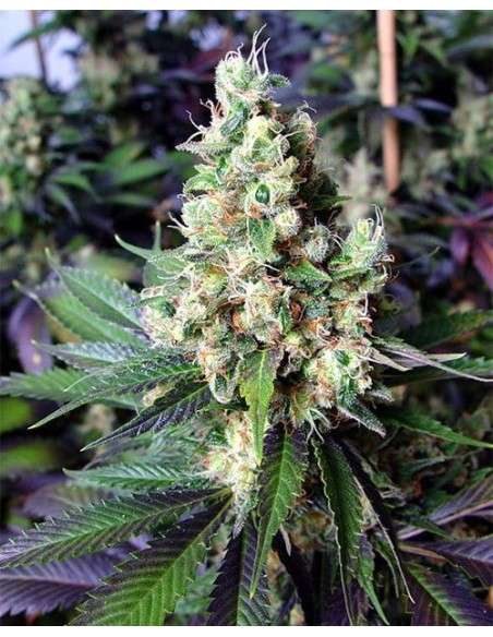 N.Y.C Diesel - 4