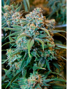 Orange Bud - 1