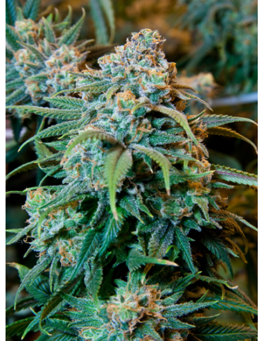 Orange Bud - 1