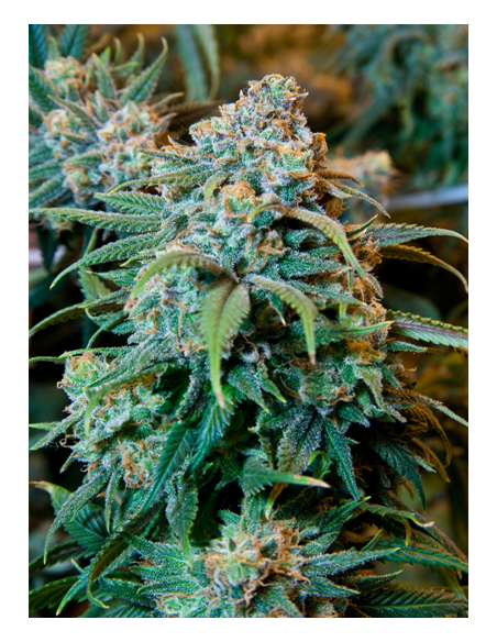Orange Bud - 1