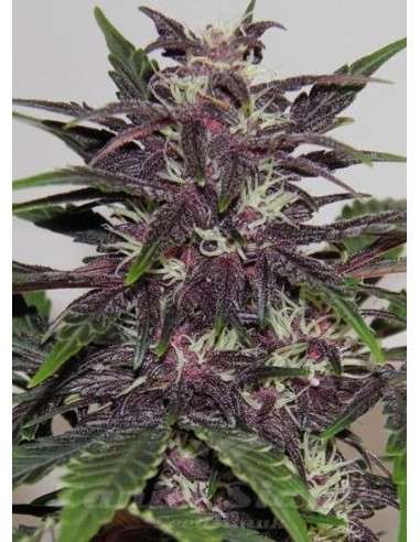 Purple Kush - 1
