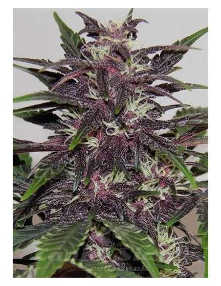 Purple Kush - 1