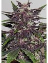 Purple Kush - 1