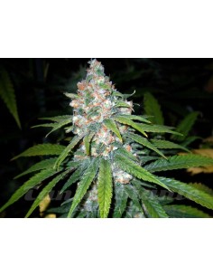 Super Lemon Haze - 1
