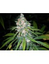 Super Lemon Haze - 1
