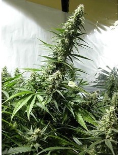 White Russian - 1
