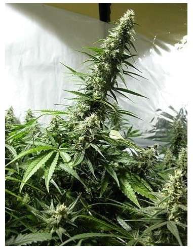 White Russian - 1