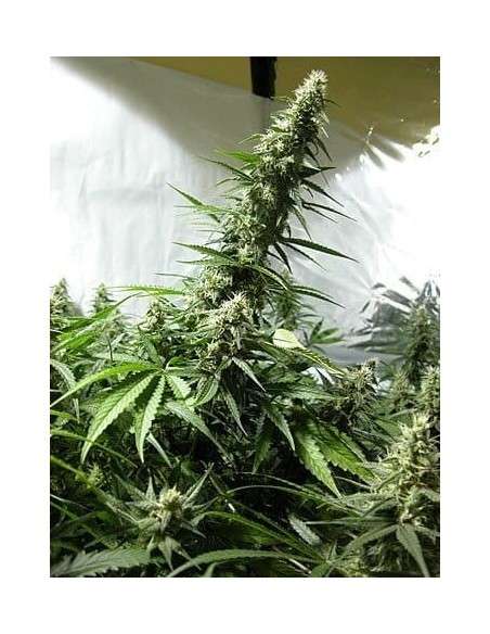 White Russian - 1