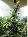 White Russian - 1