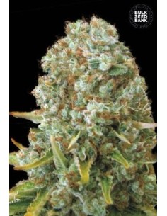 BULK SEED BANK - Moby Big - 1