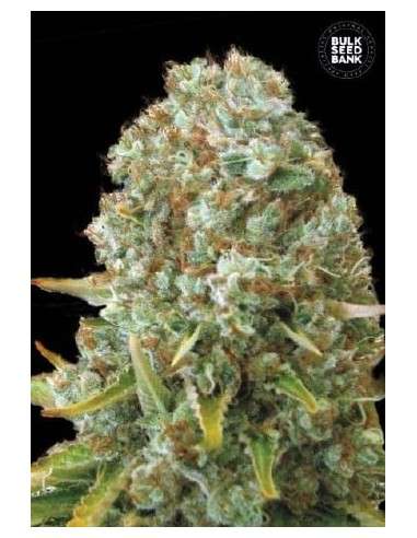 BULK SEED BANK - Moby Big - 1