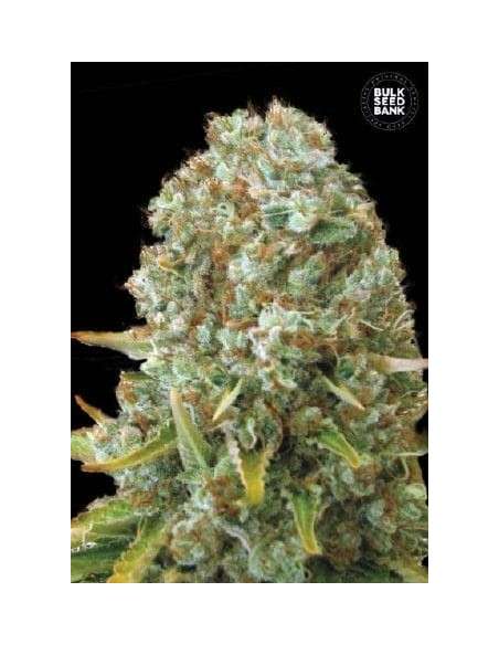 BULK SEED BANK - Moby Big - 1
