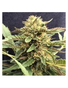 CBD Crew - CBD Therapy - 1
