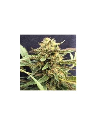 CBD Crew - CBD Therapy - 1
