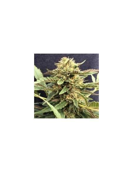 CBD Crew - CBD Therapy - 1