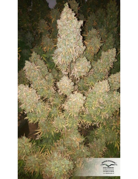 DUTCH PASSION - Auto Think Big - 1