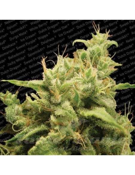 PARADISE SEEDS - Opium - 1