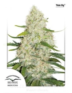 DUTCH PASSION - Auto Think Big - 2