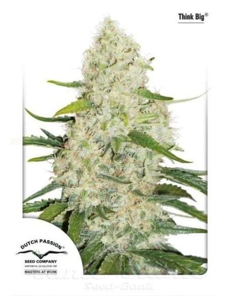 DUTCH PASSION - Auto Think Big - 2