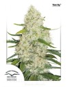 DUTCH PASSION - Auto Think Big - 2