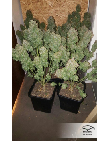 DUTCH PASSION - Auto Think Big - 3