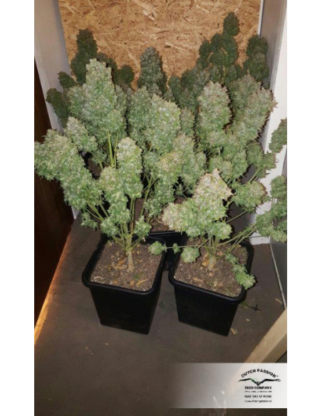 DUTCH PASSION - Auto Think Big - 3
