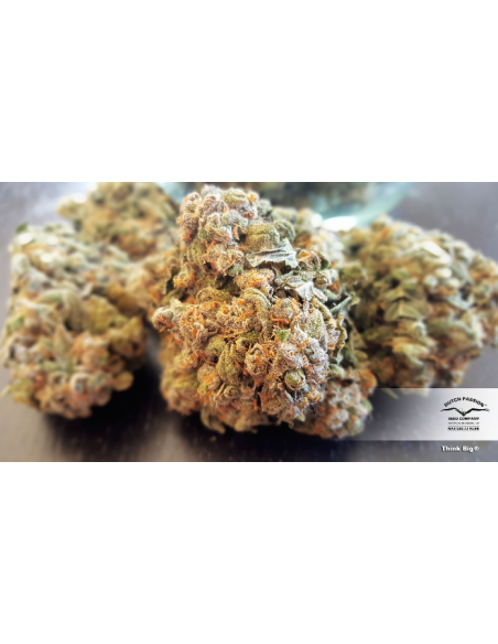 DUTCH PASSION - Auto Think Big - 4