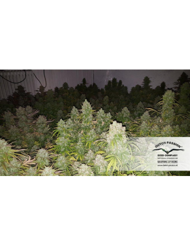 DUTCH PASSION - Auto Think Big - 5