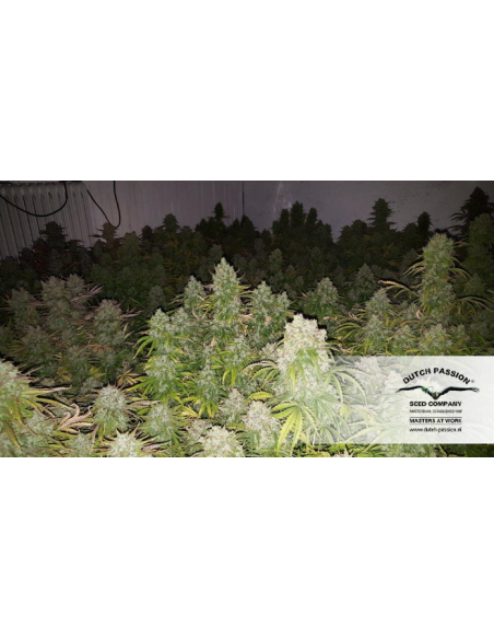 DUTCH PASSION - Auto Think Big - 5