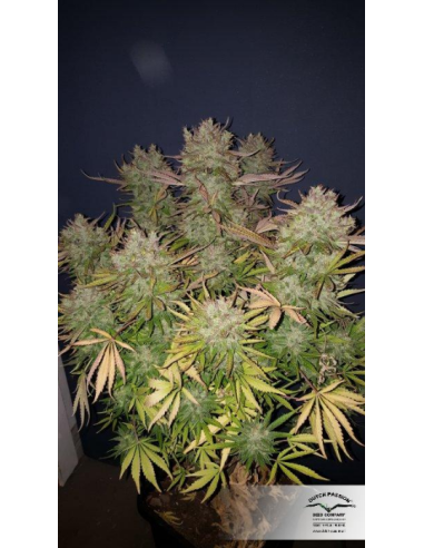 DUTCH PASSION - Auto Think Big - 6
