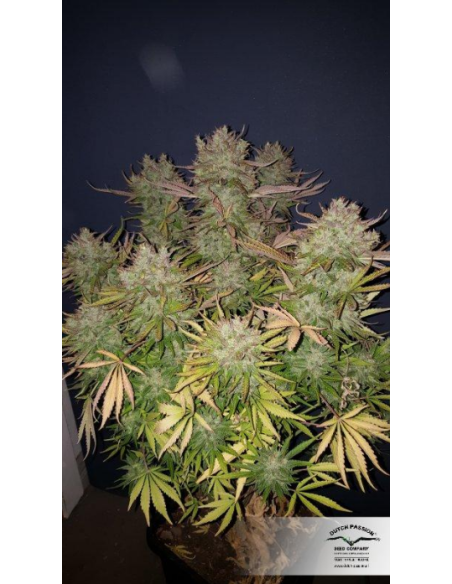 DUTCH PASSION - Auto Think Big - 6