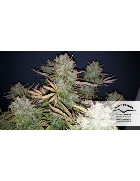 DUTCH PASSION - Auto Think Big - 7