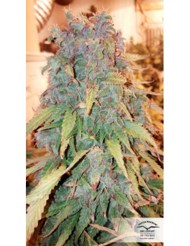 DUTCH PASSION - Auto Think Big - 8