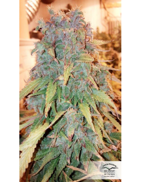 DUTCH PASSION - Auto Think Big - 8