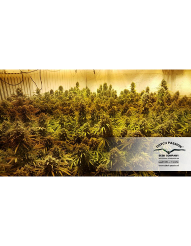DUTCH PASSION - Auto Think Big - 9