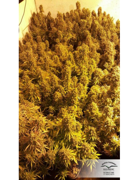 DUTCH PASSION - Auto Think Big - 10