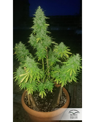 DUTCH PASSION - Auto Think Big - 11
