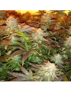 PARADISE SEEDS - Opium - 1 2