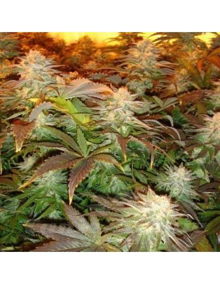 PARADISE SEEDS - Opium - 2