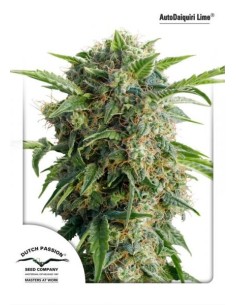 DUTCH PASSION - Auto Daiquiri Lime - 1