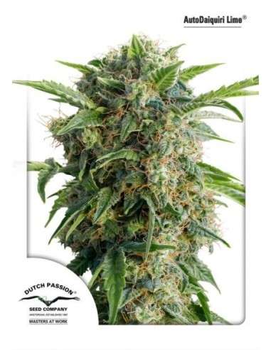 DUTCH PASSION - Auto Daiquiri Lime - 1