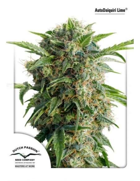 DUTCH PASSION - Auto Daiquiri Lime - 1