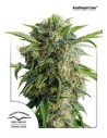 DUTCH PASSION - Auto Daiquiri Lime - 1