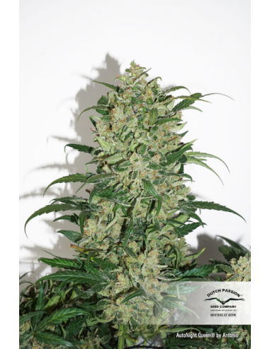 DUTCH PASSION - Auto Night Queen - 1