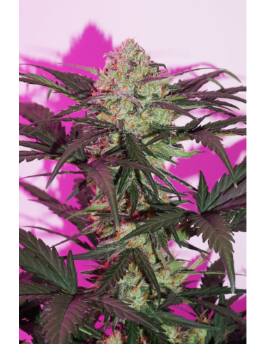 DUTCH PASSION - Auto Night Queen - 2