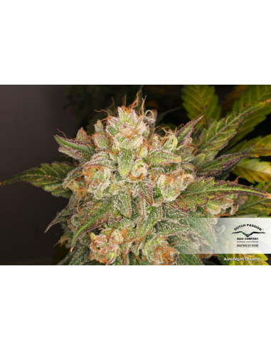 DUTCH PASSION - Auto Night Queen - 3
