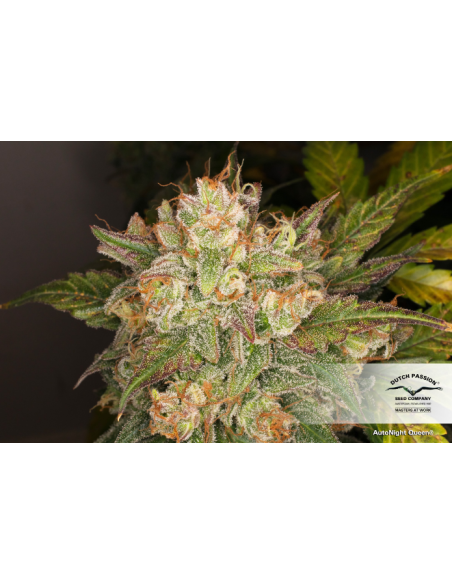 DUTCH PASSION - Auto Night Queen - 3