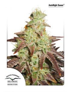 DUTCH PASSION - Auto Night Queen - 4