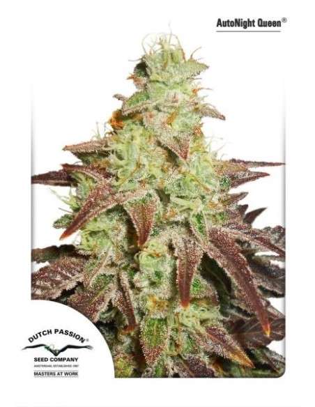 DUTCH PASSION - Auto Night Queen - 4