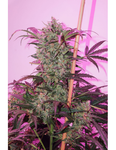 DUTCH PASSION - Auto Night Queen - 5